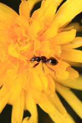Black carpenter ant macro photo	