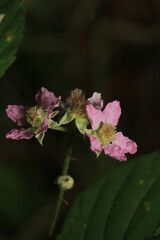 sedum ternatum plant flower macro photo	