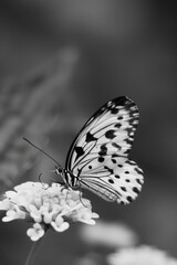 Obraz premium A close-up image of a butterfly perched on a flower, in black and white