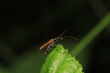 common red soldier beetle insect macro photo	