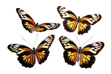 Obraz premium Four butterflies sit on a white surface, illustration or design element