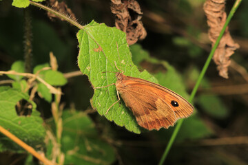 Fototapeta premium vanessa cardui butterfly macro photo 