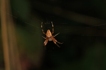 natural parasteatoda tepidariorum spider macro	