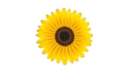 Fototapeta premium Vibrant yellow sunflower with curled petals and dark brown center on white background