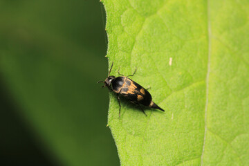 negastrius pulchellus anapsis insect macro