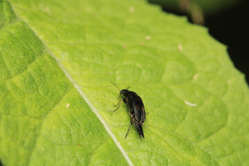 negastrius pulchellus anapsis insect macro