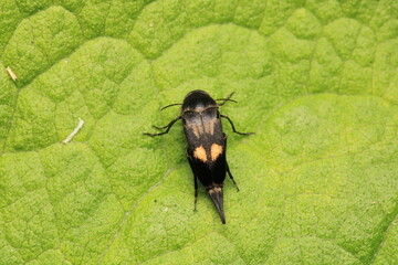 negastrius pulchellus anapsis insect macro