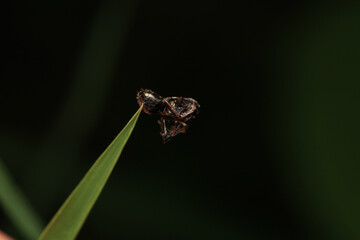 Black carpenter ant macro photo