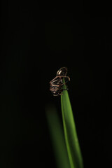 Black carpenter ant macro photo