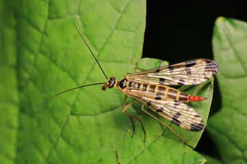 natural panorpa communis insect photo	