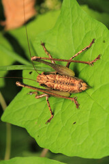 dark bush cricket grasshopper insect macro photo	