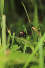 macro photo of housefly facing back	