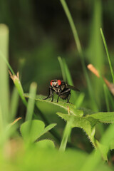 macro photo of housefly facing back	