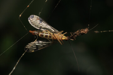 natural panorpa communis insect photo	