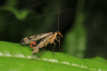 natural panorpa communis insect photo	