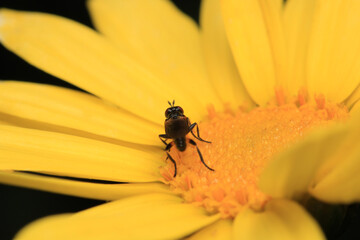 macro photo of housefly facing back	