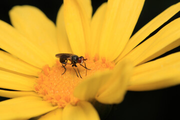 macro photo of housefly facing back	