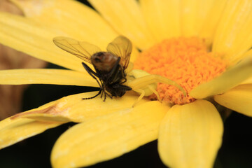 xysticus kochi spider macro photo	