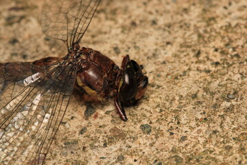 zygoptera green dragonfly macro photo	