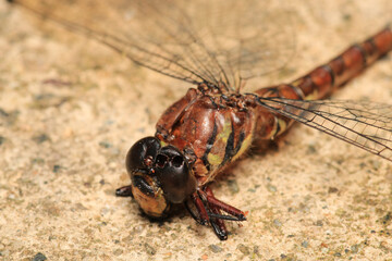 zygoptera green dragonfly macro photo	