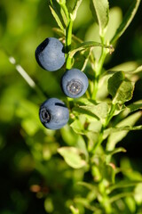 Juicy blueberries with green leaves.