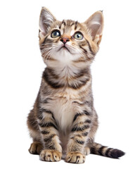 Obraz premium Adorable Tabby Kitten Sitting and Looking Up isolated on white background as transparent. PNG.AI GENERATED