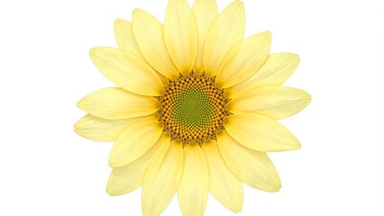 Obraz premium Vibrant sunflower on white background