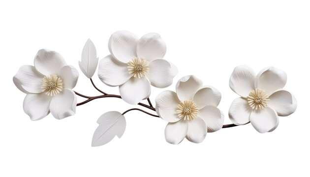 white flowers branch stalk isolated on transparent background cutout