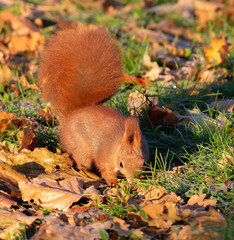 Red squirrel, Sciurus vulgaris. A squirrel runs through the grass and leaves looking for nuts