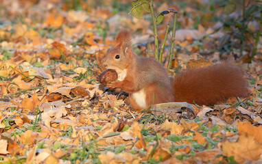 Red squirrel, Sciurus vulgaris. A squirrel has found a walnut and is holding it in its paws