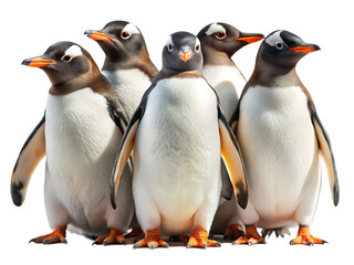 Obraz premium Gentoo penguins isolated on white background as transparent. PNG. AI GENERATED.