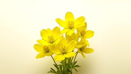 Vibrant yellow buttercups shining against a crisp white background