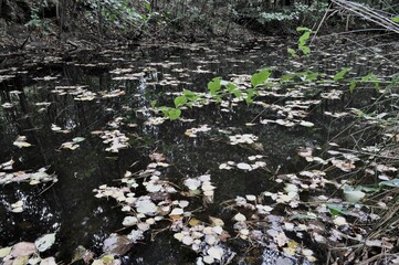 lake in the autumn park