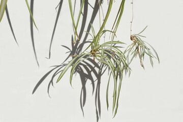 Hanging plantlets with variegated leaves of the Chlorophytum comosum (spider plant, spider ivy, ribbon plant, hen and chickens), White background.    
