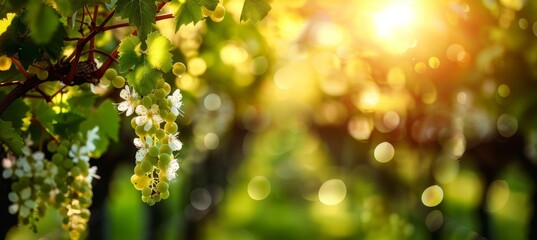 Obraz premium Vibrant vineyard rows of blooming grape vines under the radiant late spring sunlight