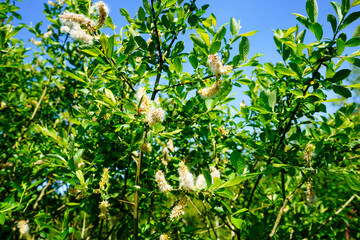 Close up of a laurel flower