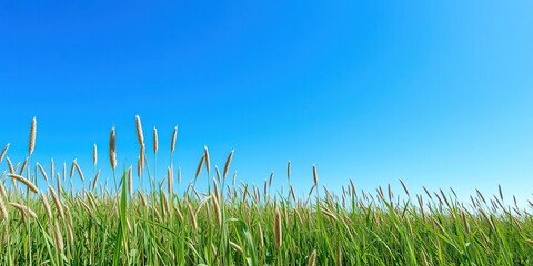 Obraz premium A vast expanse of tall grass stretches towards the horizon against a brilliant blue sky with not a cloud in sight, grass, natural beauty