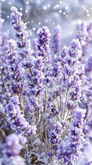 A close-up image of dried and frozen lavender flowers in a winter garden, muted colors, frostbite