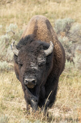 Bison in Yellowstone National Park Wyoming in Autumn