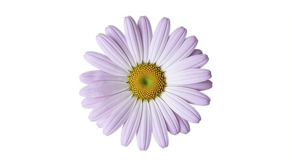 Fototapeta premium Elegant pale lilac daisy on white background