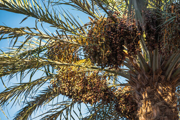 Naklejka premium Dates on the date palm