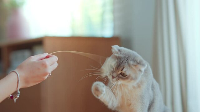 Woman using cat toy playing with her Scottish fold cat on the floor in living room, Pets owner relationship concept.