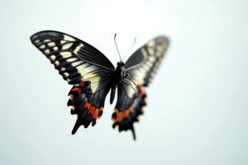 Obraz premium A black and white butterfly in flight against a gray or white background