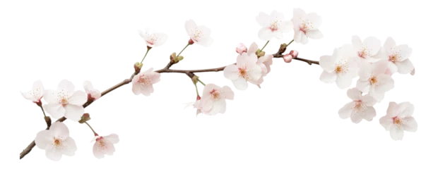 Draagtas PNG Cherry blossom branch with delicate white flowers © Natalia