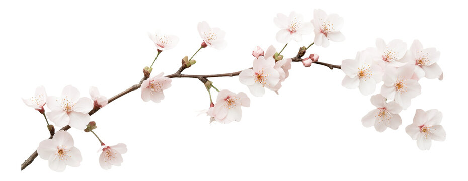 PNG Cherry blossom branch with delicate white flowers