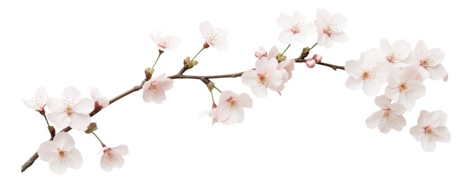 PNG Cherry blossom branch with delicate white flowers