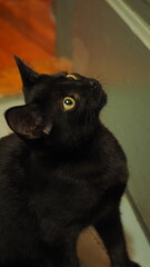 Small Kitten Looking Upward with Big Eyes