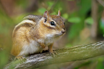 Theodore