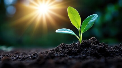 Vibrant green seedling emerging from the soil glowing under the radiant sunlight representing growth renewal and the infinite potential of new beginnings