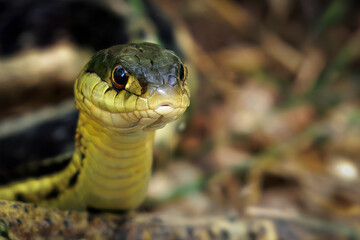 Garter Snake (2024)